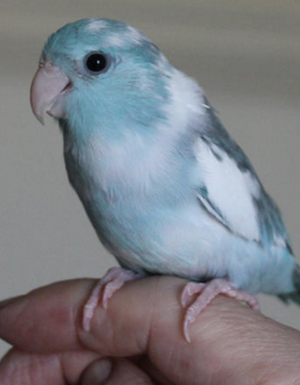 Blue & White Parrotlet