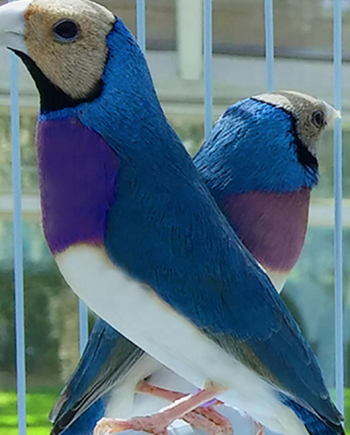 Blueback Gouldian Finch