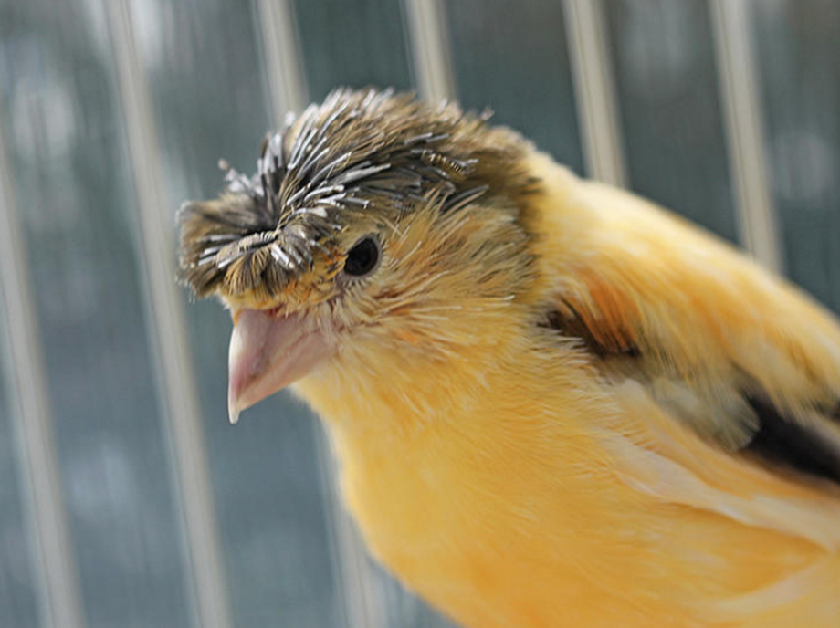 Crested Canary