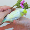 Dilute Turquoise Parrotlet