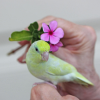 Dilute Turquoise Parrotlet 1