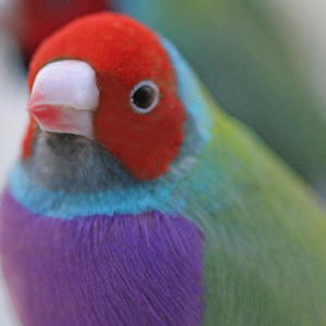Two Greenback Red or Orange Head Gouldian Finches (male & female) – Fly ...