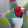 Greenback Gouldian Finches