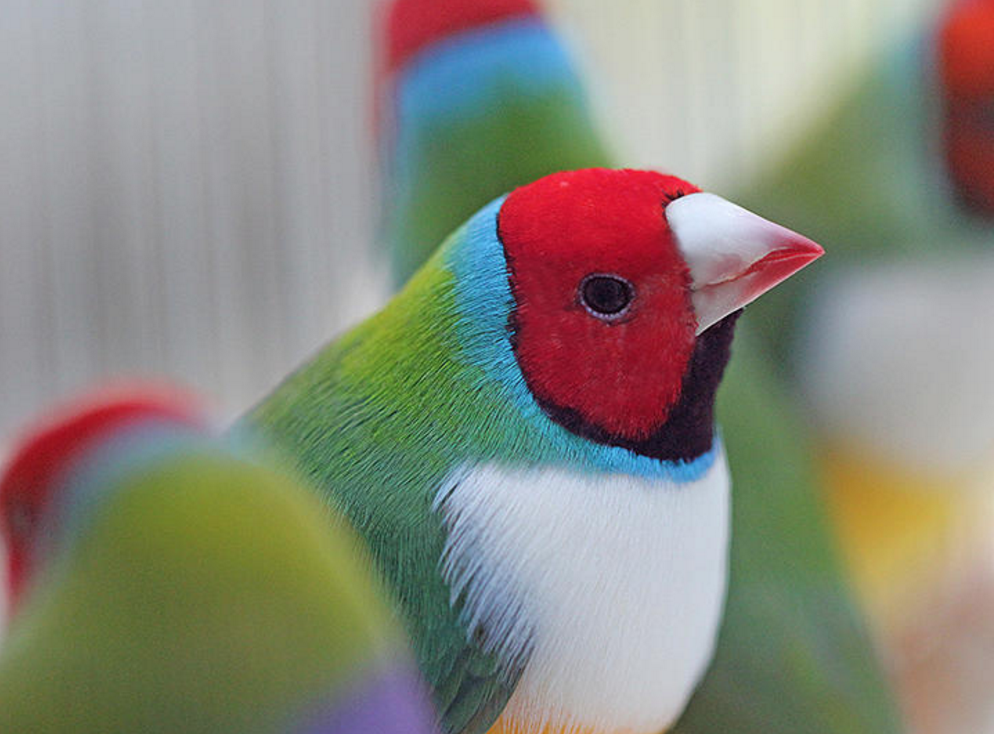 Greenback Gouldian Finches