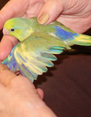 Male Green, Yellow & Blue Parrotlet