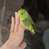 Male Green, Yellow & Blue Parrotlet