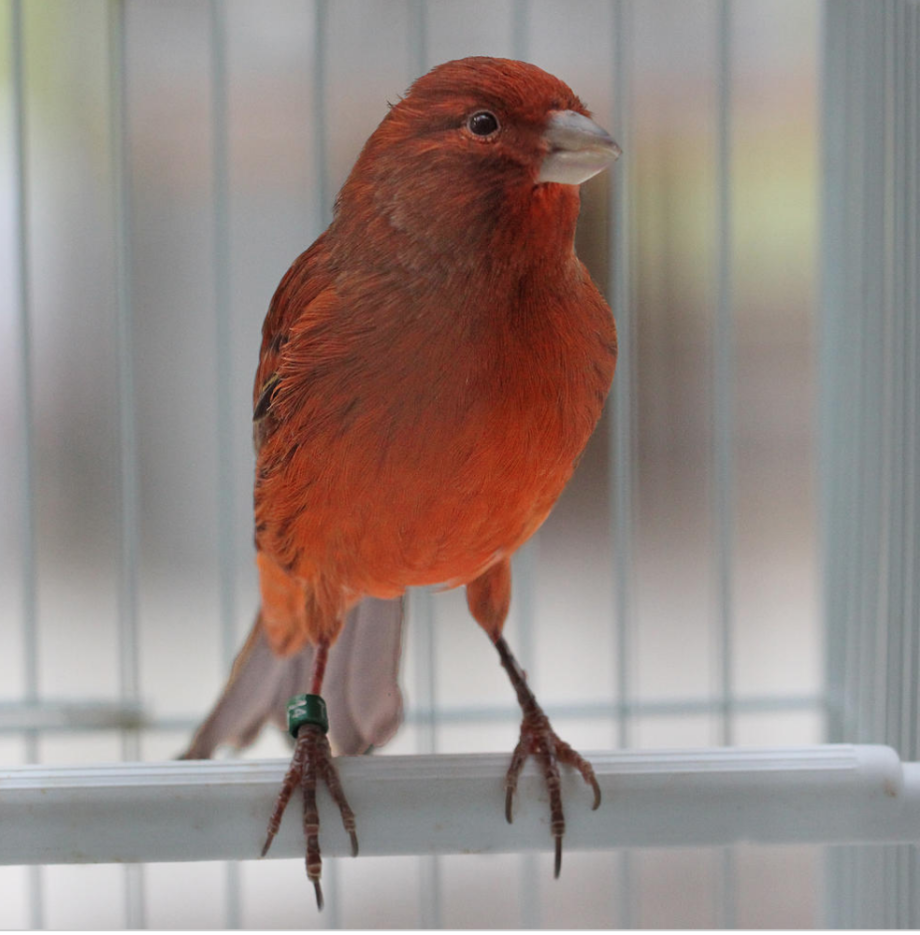 Red Bronze Canary