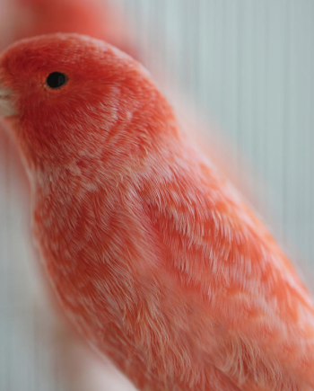 red frost canary