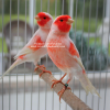 Red Mosaic Canaries