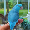 Single Female Blue Parrotlet