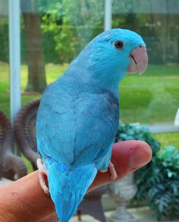 Single Female Blue Parrotlet