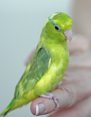 Single Female Green & Yellow Parrotlet