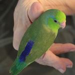 Single Male Green Parrotlet