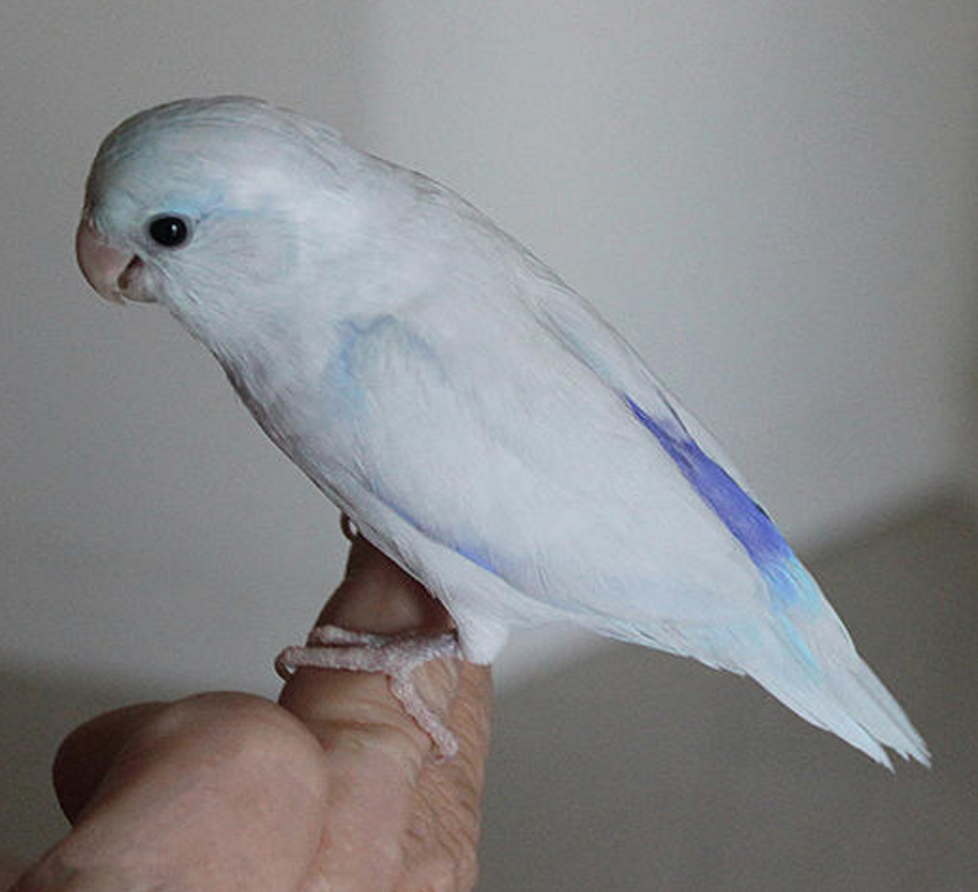 Single Male Light Blue Parrotlet – Fly Babies Aviary