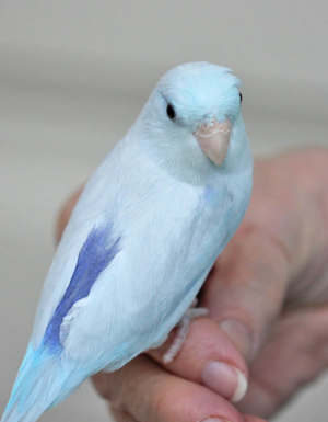 Single Male Light Blue Parrotlet