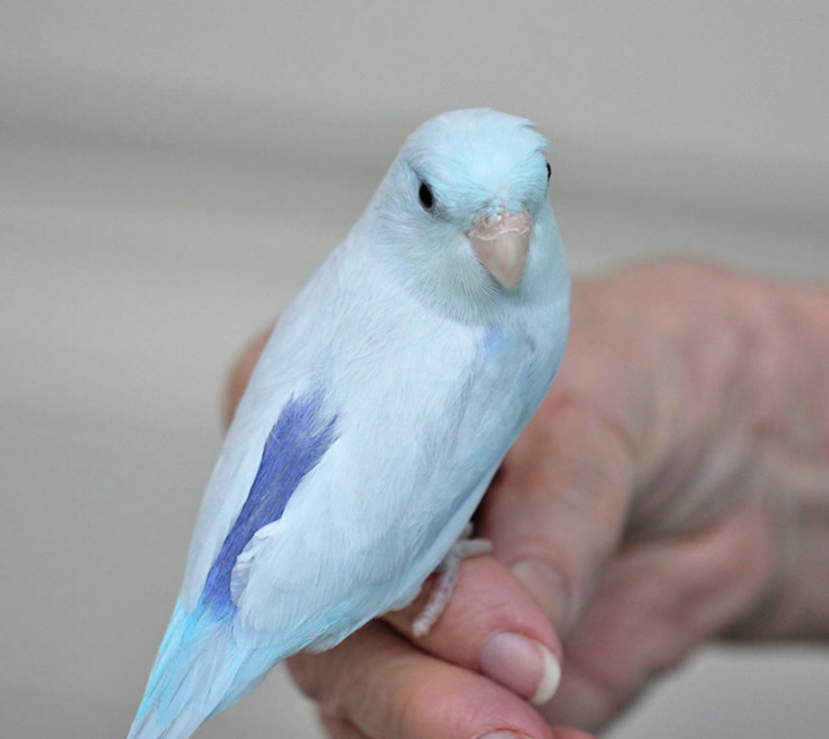 Single Male Light Blue Parrotlet