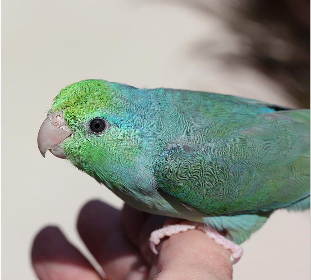 Turquoise-Parrotlet.png