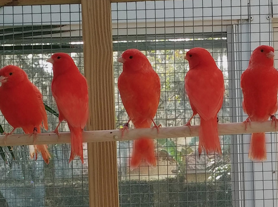 Two Red Canaries