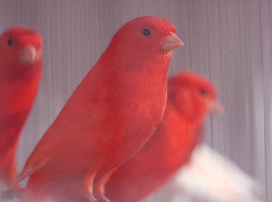 Two Red Canaries