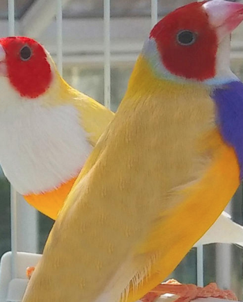 Yellowback Gouldian Finches