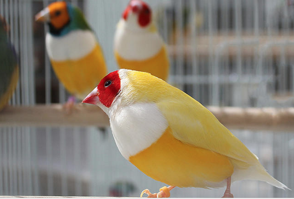 Yellowback Gouldian Finches