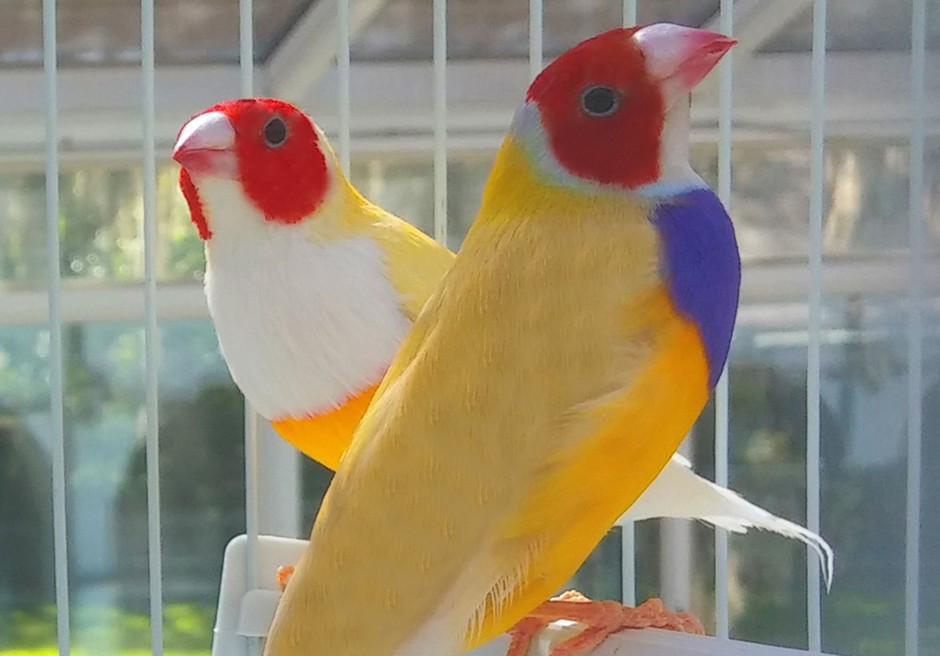 Gouldian Finches for sale