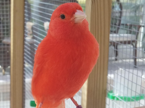 red factor canary for sale