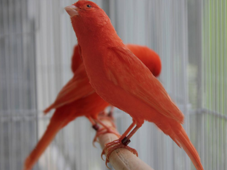 red factor canary for sale