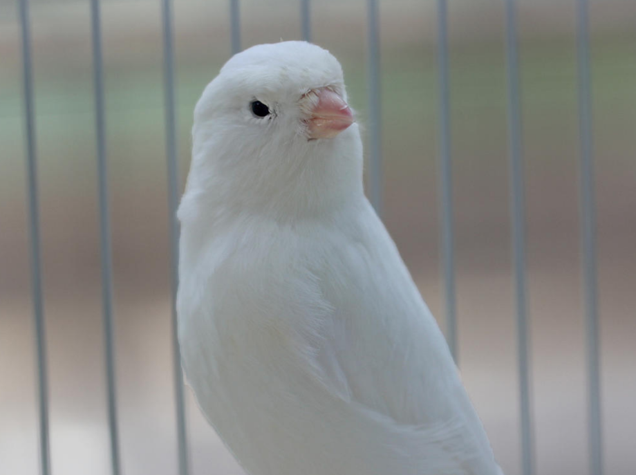 white canaries