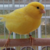 yellow canaries