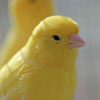 yellow canary