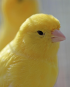yellow singing canary for sale