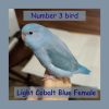 Bird 3 Light Cobalt Blue Female