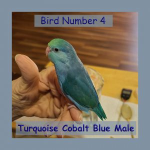 Cobalt Blue Turquoise Male