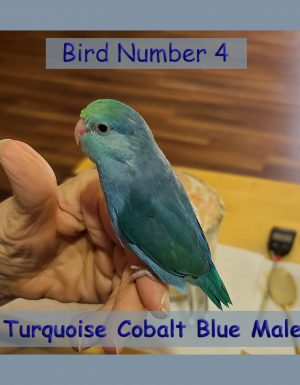 Cobalt Turq