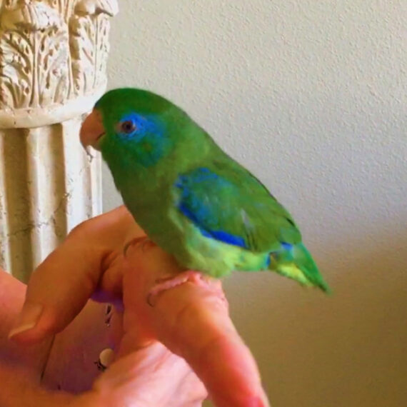 PARROTLETS - Fly Babies Aviary