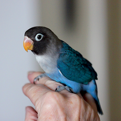 Blue Grey Love Bird
