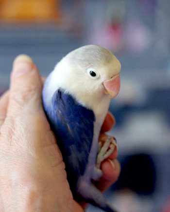 Blue & White Love Bird