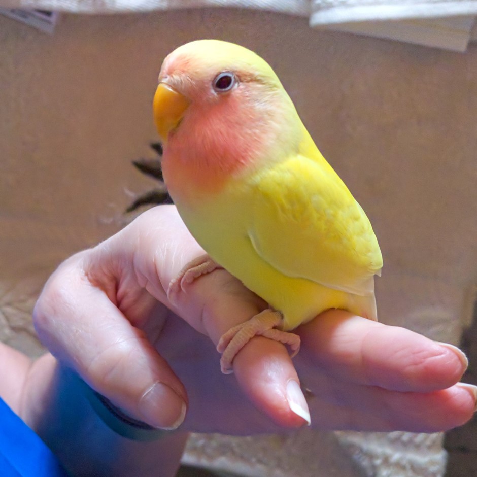 Yellow Peach Faced Lovebirds 