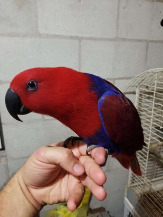 Single Eclectus Female Parrot (hand fed) - Fly Babies Aviary