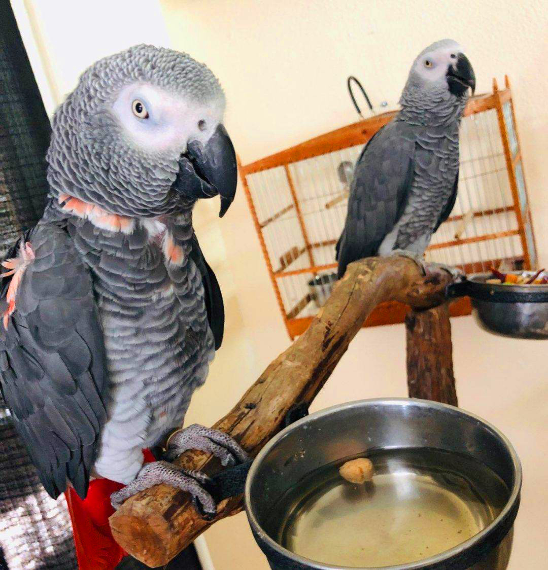 bark føle Kristus Red Factor African Grey Parrots – Proven Pair - Fly Babies Aviary
