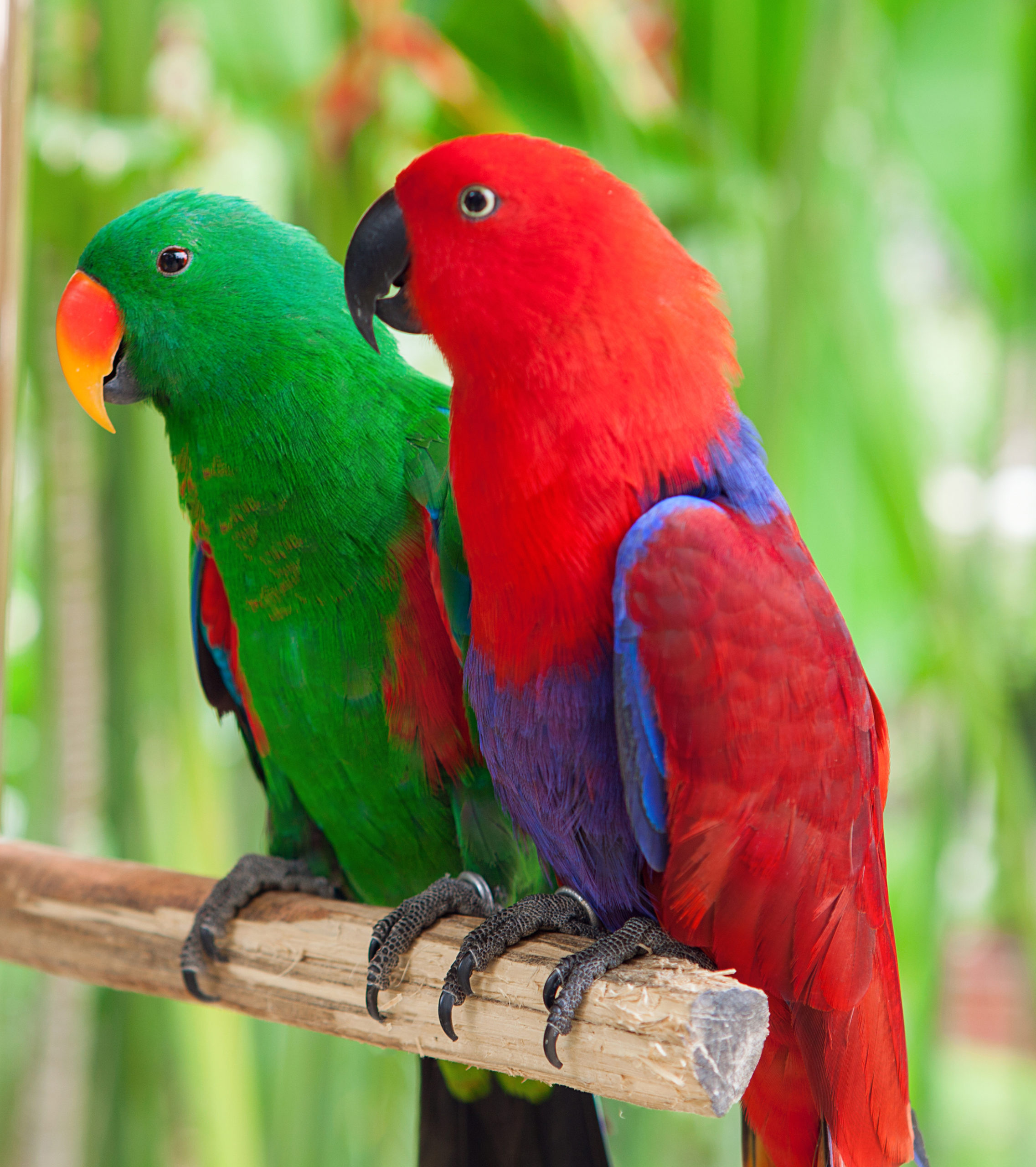 金刚鹦鹉 鹦鹉 鸟 - Pixabay上的免费照片 - Pixabay