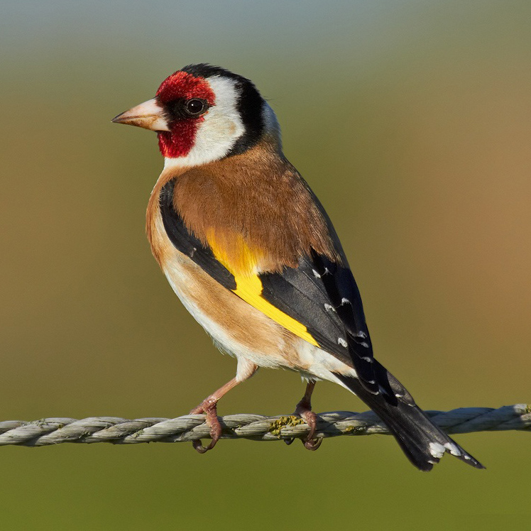 European-Goldfinch