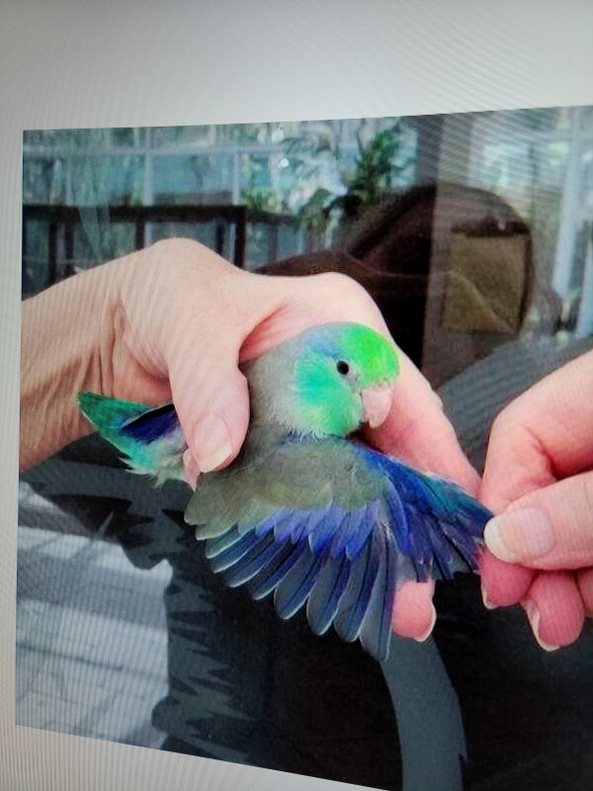 Parrotlet price on sale